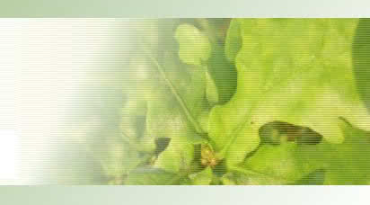 Innovative Poland - Przyszłość należy do zielonych technologii