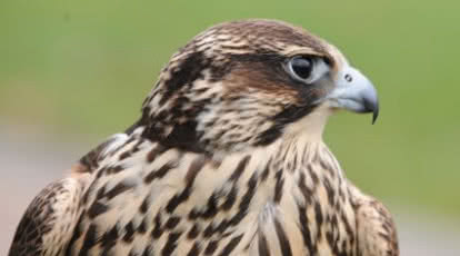 Barlinek SA pomaga w odbudowie populacji nadrzewnej sokoła wędrownego