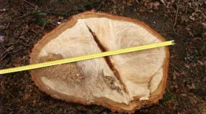 Czy wolno wyciąć swoje drzewo bez pozwolenia?