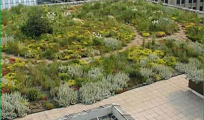 Ekologia w miastach, czyli moda na zielone dachy