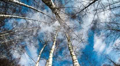 Wycinka drzew i krzewów po nowemu