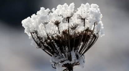 Jak zimą dbać o rośliny w ogrodzie?