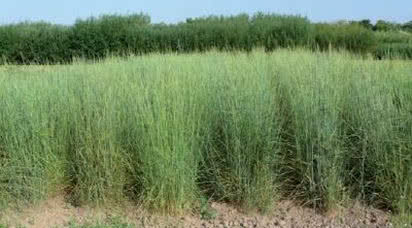 Produkcja biomasy a ekologia