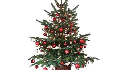 Z jaką choinką Święta Bożego Narodzenia?